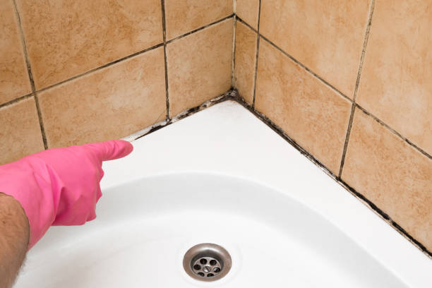 Home Mold Removal in Cleveland, NC